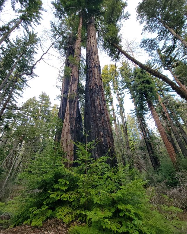 Big Basin Redwoods State Park