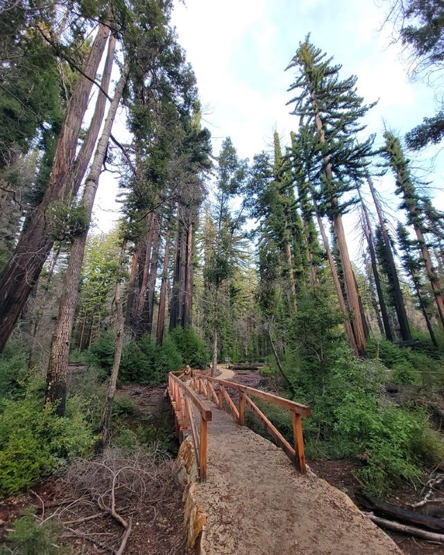 Big Basin Redwoods State Park