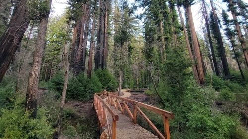 Big Basin Redwoods State Park