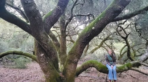 A mossy oak at Quail Hollow Ranch County Park