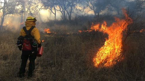 Esak Ordonez, a Mutsun Tribal member and local resident lights a prescribed burn.