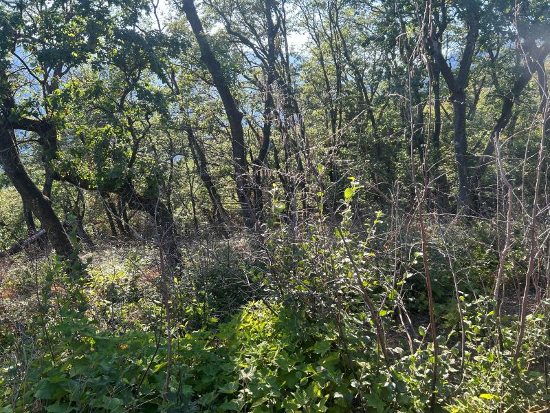 Black oak forest and CA Hazel field after three Cultural burns in Yurok Tribal territory.