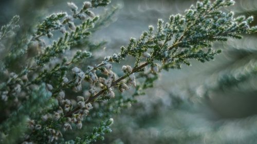 frost in the winter january garden