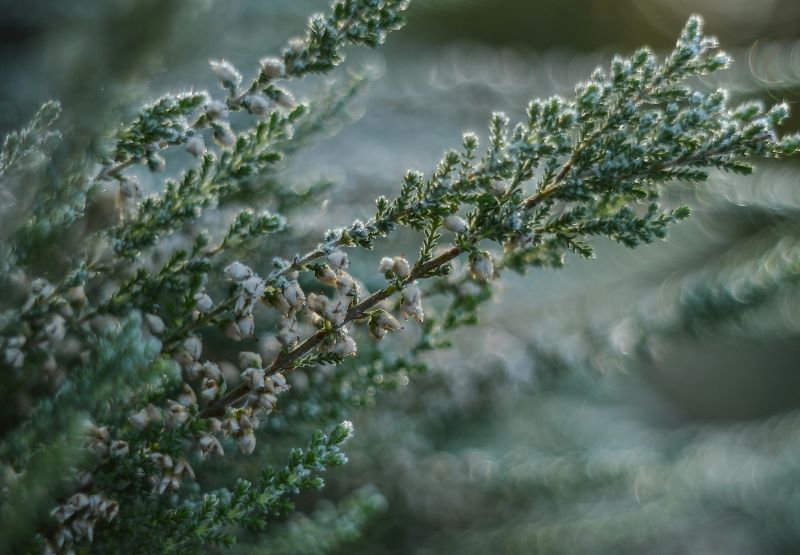 frost in the winter january garden