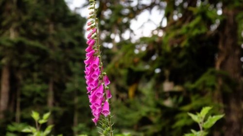 foxglove february gardening