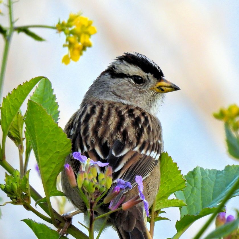White Crowned Sparrow Gerry Woodling