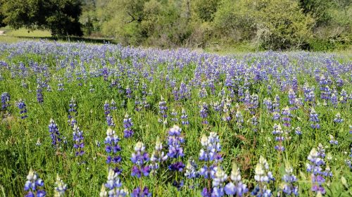 blue lupine at quail hollow ranch park
