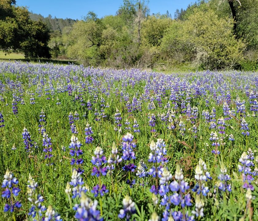 blue lupine at quail hollow ranch park