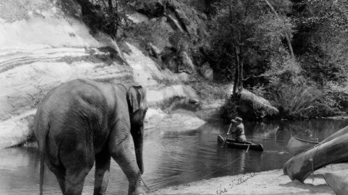 Anna May Elephant Boulder Creek movie