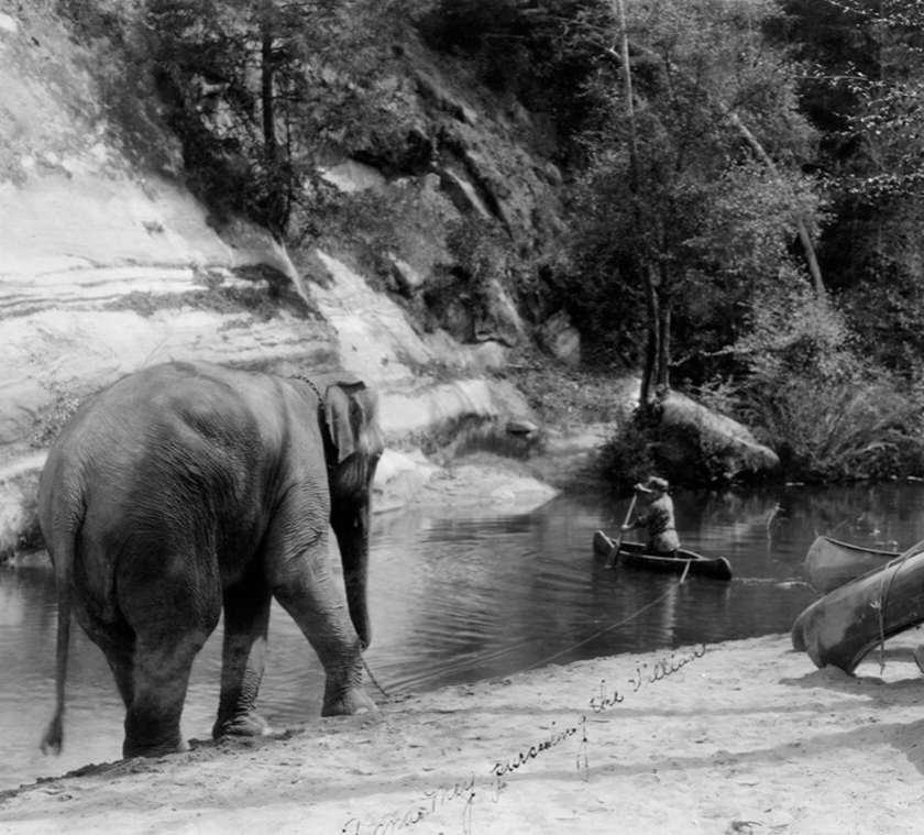 Anna May Elephant Boulder Creek movie