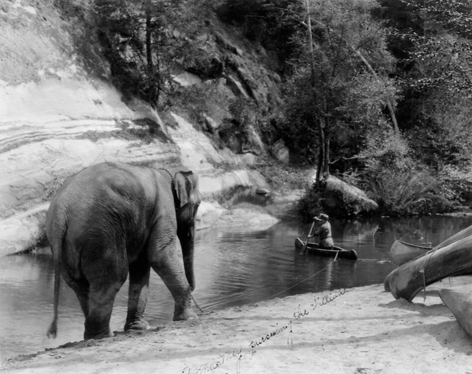 Anna May Elephant Boulder Creek movie