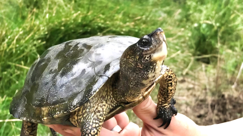 Northwestern Pond Turtles Lompico California