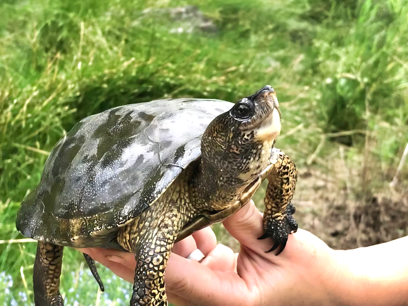 Northwestern Pond Turtles Lompico California