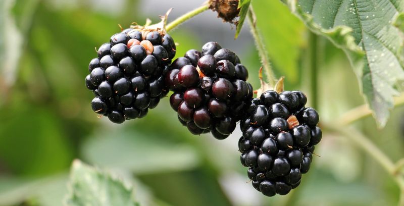 wild blackberries