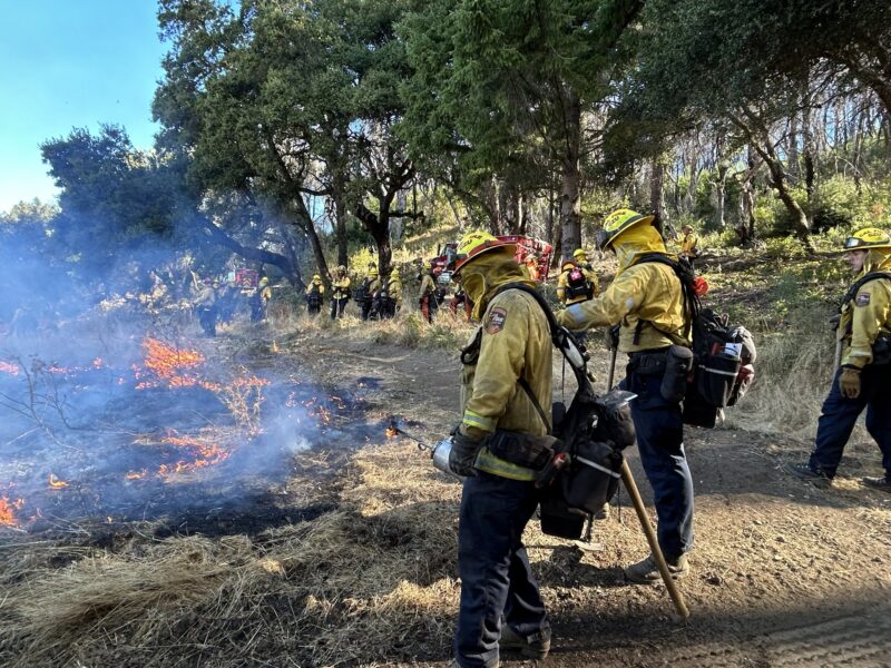 Oak Woodland prescribed burn