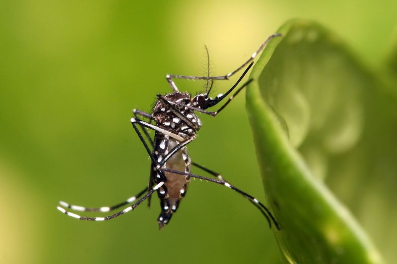 Aedes_aegypti mosquito