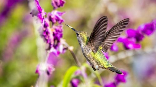 Hummingbird and Mexican Bush Sage