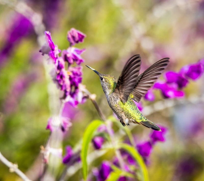 Hummingbird and Mexican Bush Sage