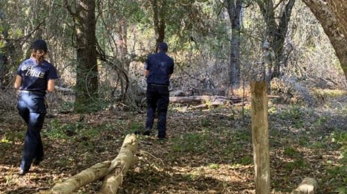 Shaded Fuel Break Miller Property County Park