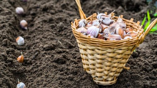 winter garden garlic planting