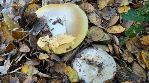 Mushrooms Fall Fungi in the Santa Cruz mountains