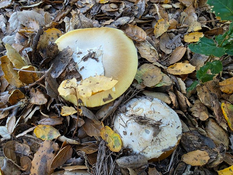 Mushrooms Fall Fungi in the Santa Cruz mountains
