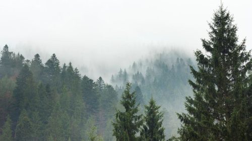 Winter Storm Santa Cruz Mountains