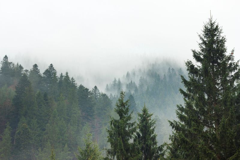 Winter Storm Santa Cruz Mountains