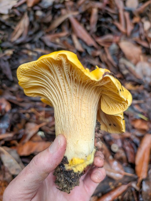 chanterelles mushrooms