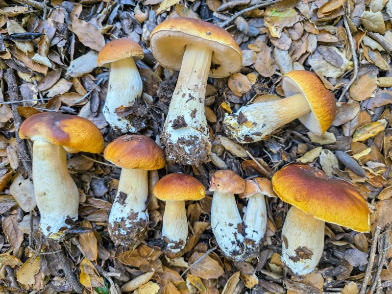 King Bolete mushrooms