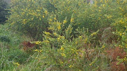 French Broom Genista monspessulana
