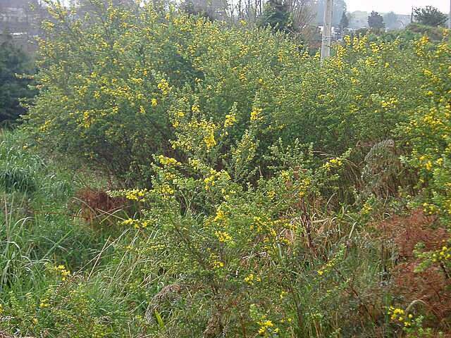 French Broom Genista monspessulana