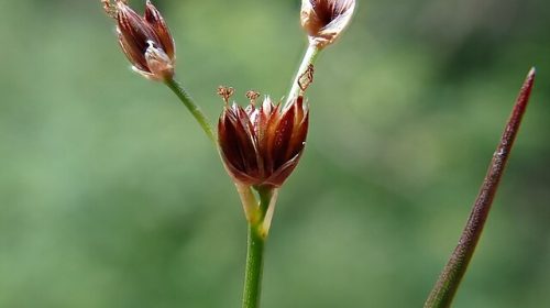 Juncus_articulatus