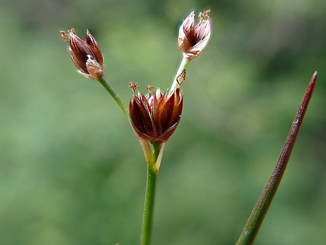 Juncus_articulatus