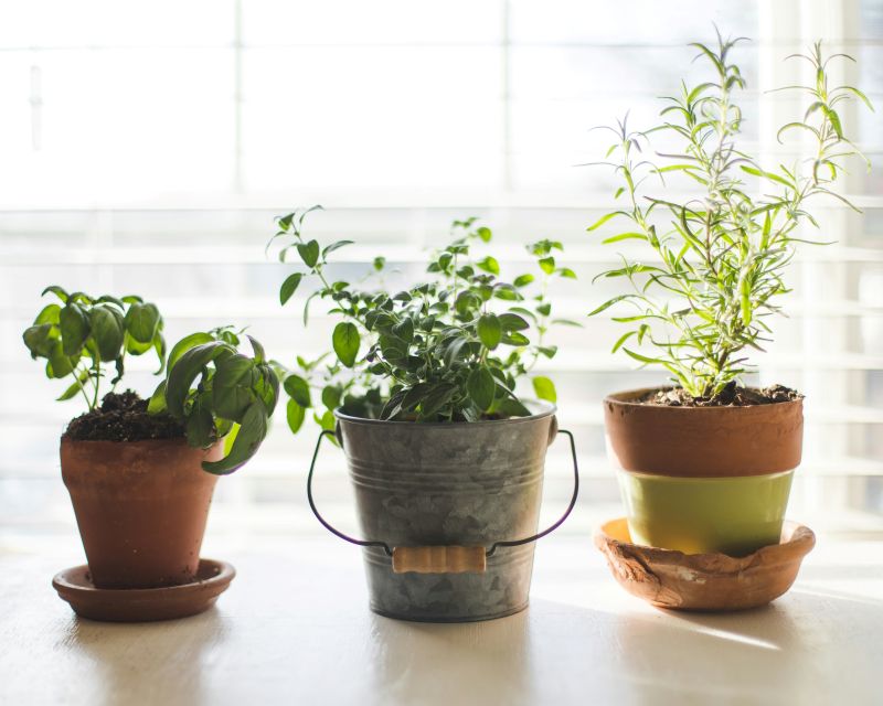 Indoor winter herb garden