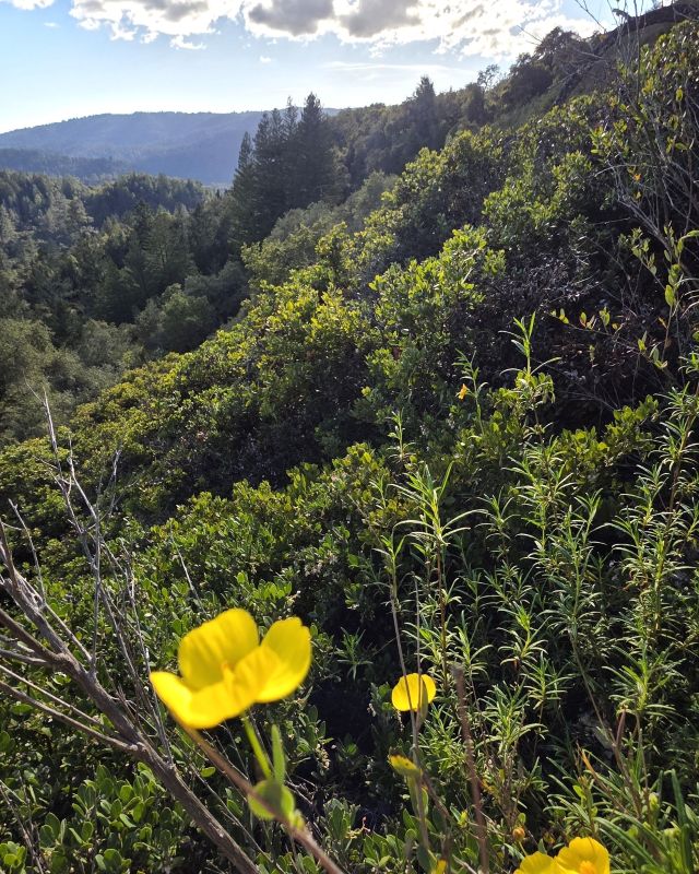 Dendromecon (Genus)
Tree poppy