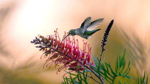 Hummingbird month
