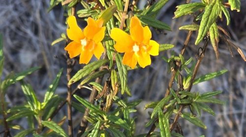 Quail Hollow spring wild flowers