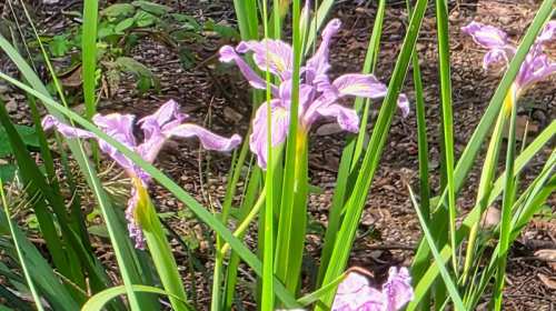 Douglas Iris Iris virginia.png