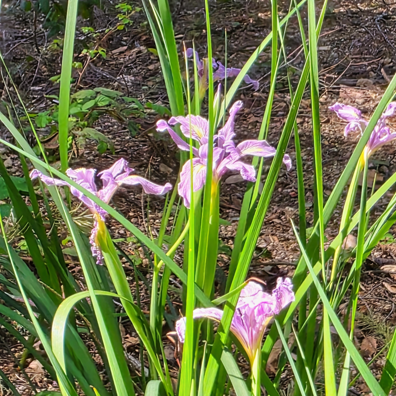 Douglas Iris Iris virginia.png