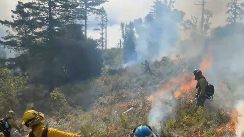 prescribed burn Henry Cowell Redwoods State Park