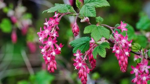 Pink Flowering Currant