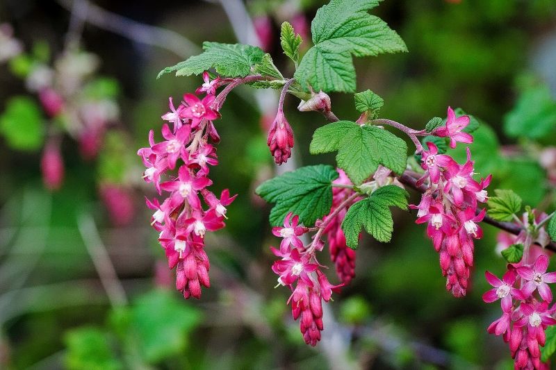 Pink Flowering Currant