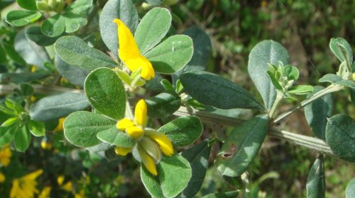French Broom