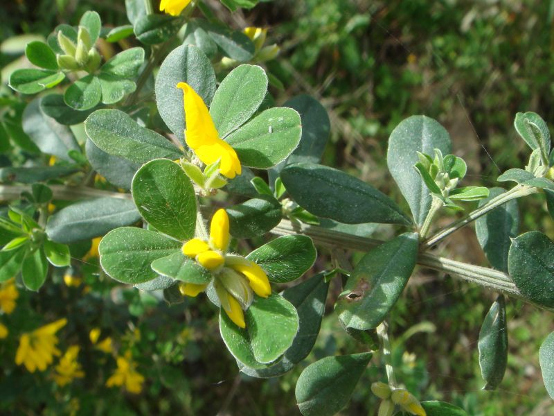 French Broom