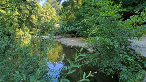 San Lorenzo River Mary Andersen