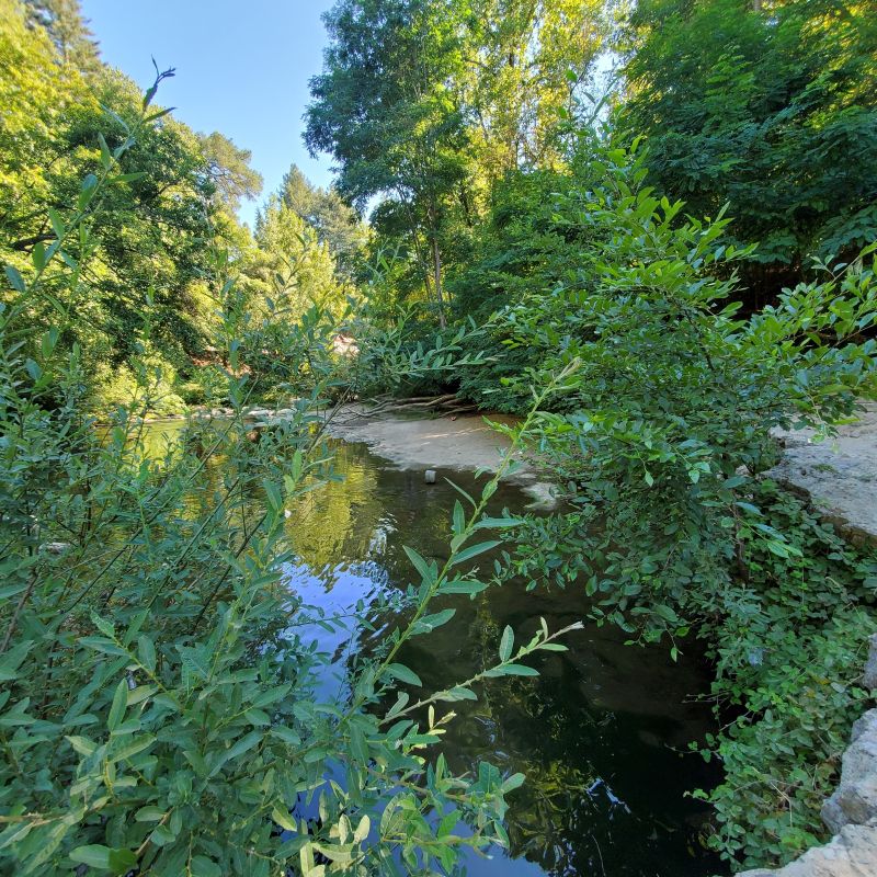 San Lorenzo River Mary Andersen