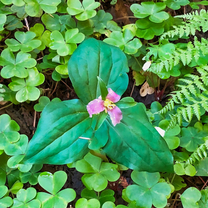 Trillium