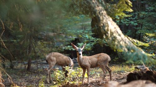 Deer Santa Cruz Mountains