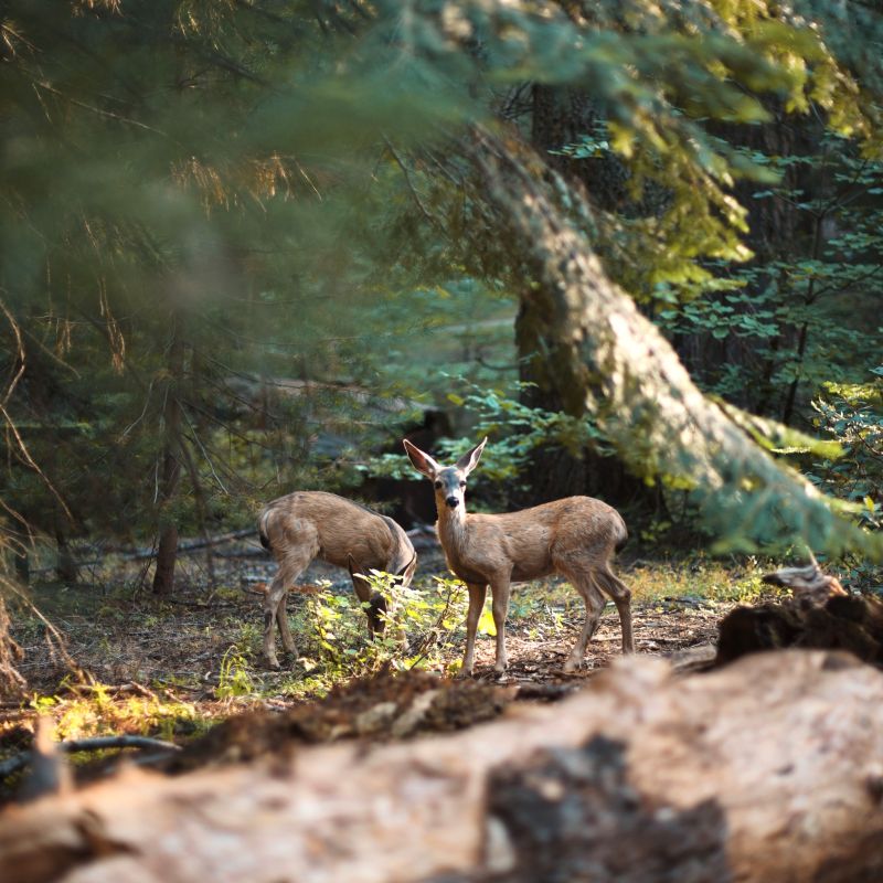 Deer Santa Cruz Mountains